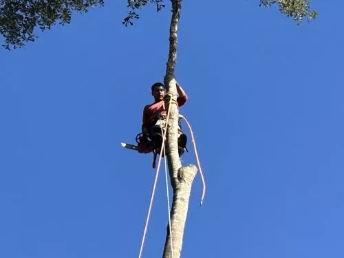 I’ve recently started working with Oso’s Tree Services as a service provider helping them with their online presence, and