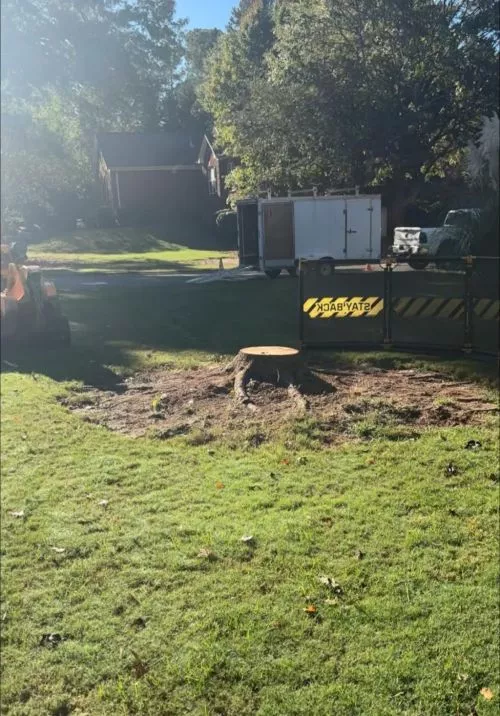 By far the best tree service I"ve ever used. After he left it looked like he was never there and the trees just disappeared