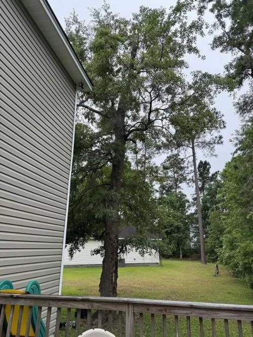 Great tree Service. Knowledgeable and skilled workers and professional with reasonable prices