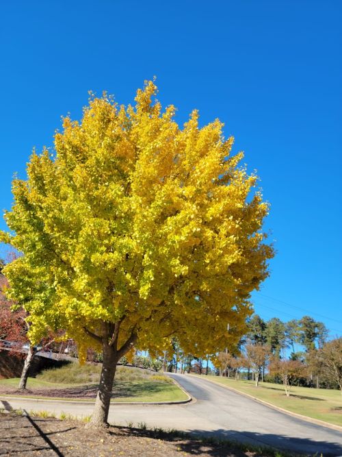  alt='This company was doing landscape work at my workplace, basically clearing parking lot medians to plant grass, I come out'