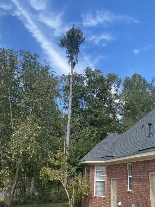 We were wanting to get a very large oak tree removed that sat between our house and our neighbors, grinding 2 stumps and