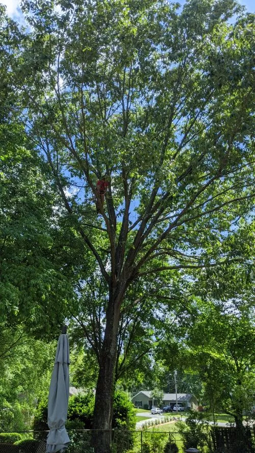 Gordon Pro Tree Service just spent the day cutting and trimming trees at my Mom’s house in Buford,GA