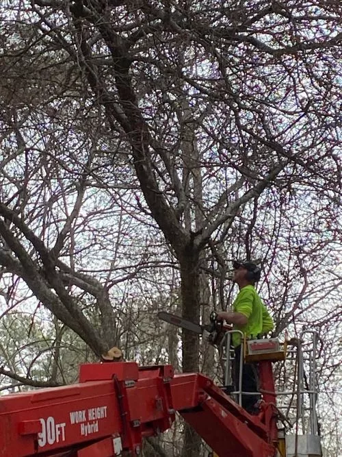 Having Gordon Pro tree Service remove a couple of dead trees from my property was a great decision