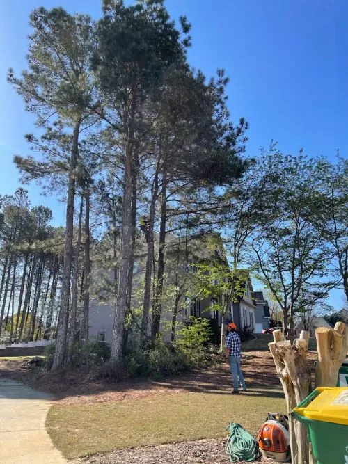 I had the pleasure of using the services for First Choice Tree Specialist yesterday, and I am blown away at their level of