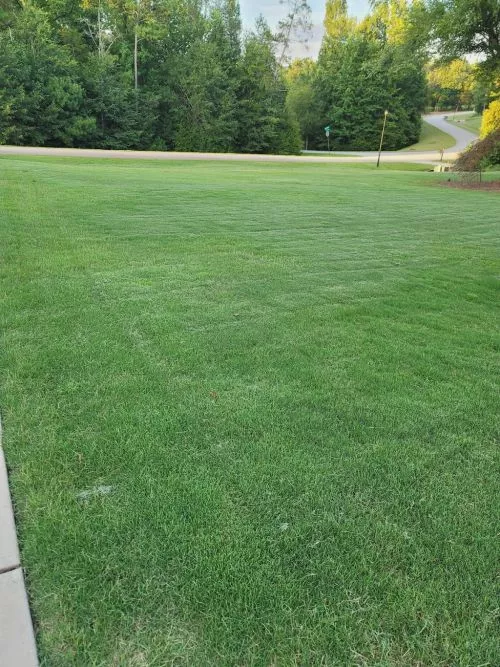 Matt from Lawn Ace gave us a super clear and detailed quote for their weed control service