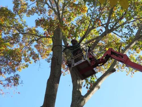 I had an incredible experience with Classic City Arborists. They were impressively communicative from the start—calling me