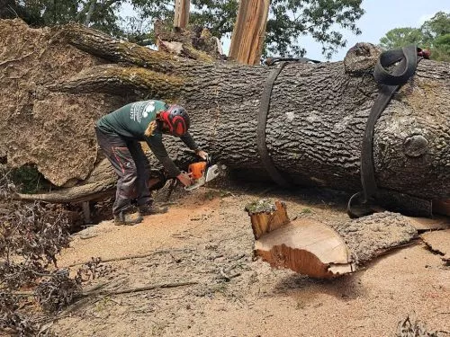 Today was our 4th time having Scott and crew remove trees. This year it was a 40+ foot dead pine near our home and 3 other