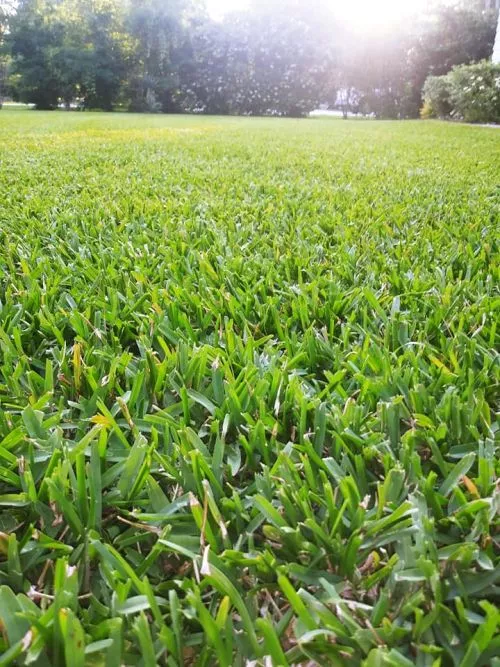 Today was the first day Heritage came to do our routine lawn care and they did such an awesome job!