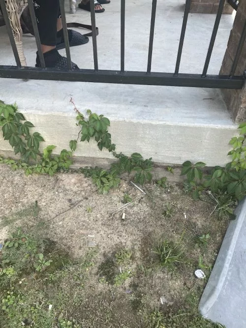 Since my first review with pictures was somehow deleted, let me add a new one, this is THE WORST COMPANY TO DO LAWN