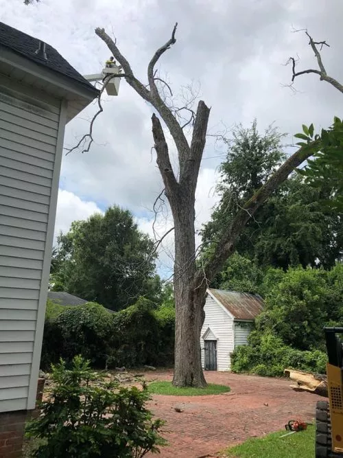 We couldn’t have asked for better service!! Our insurance company was not going to renew our policy due to tree limbs