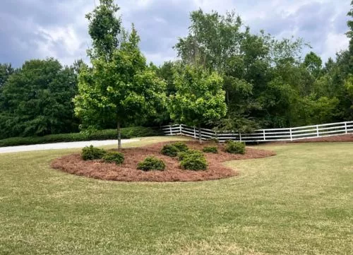 Josh and his partner, Sergio did a fantastic job on my yard! They weed eated and mowed behind my shop, for a great price!