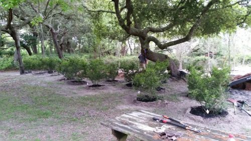  alt='High above all other landscaping companies in the Golden Isles stands Premium Landscaping Inc'