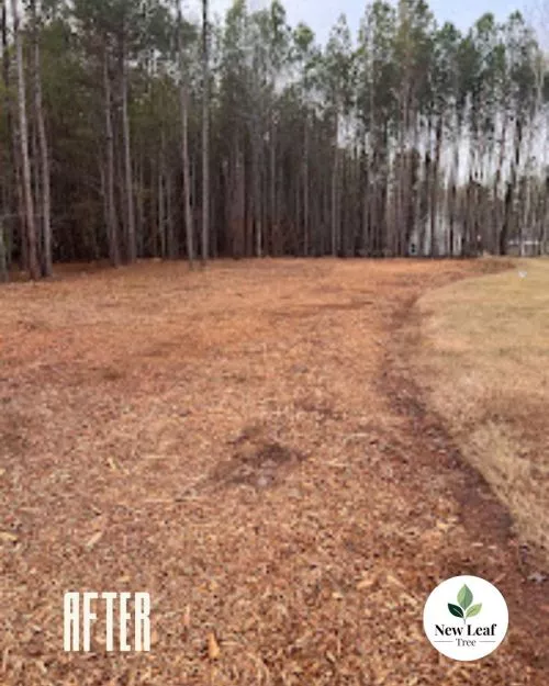 This is the second time I’ve used New Leaf! I will continue to use them and recommend them to anyone who needs trees cut