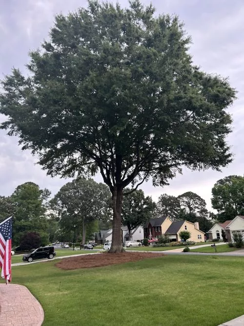 We have a huge pin oak tree in our front yard that was getting wayyy too big. They came, they trimmed…and it’s beautiful!