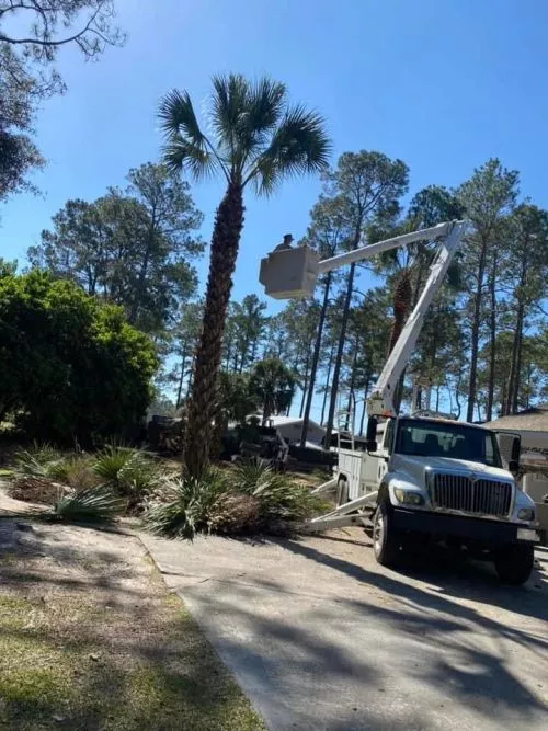 Carter and his team do great work! They have cut down right at 30 trees on my property and were very professional, clear on
