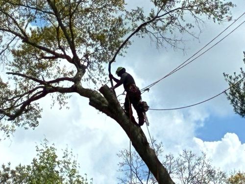  alt='Three man team had to move two large fallen trees via water due to lack of land access'