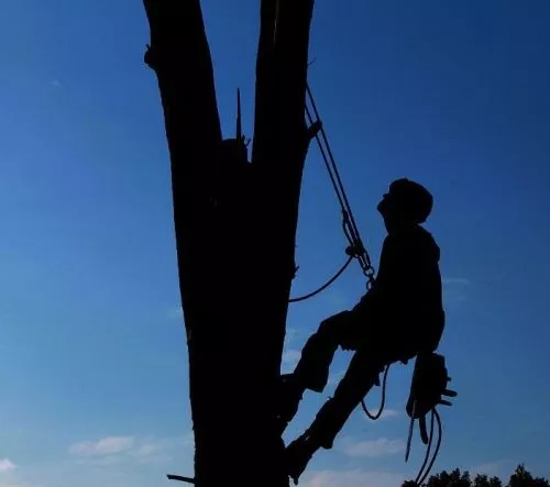 Three man team had to move two large fallen trees via water due to lack of land access