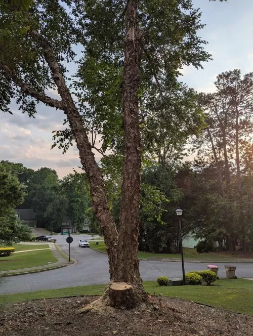Had a great experience with the Georgia Tree Company. They came out quickly, gave an honest and fair quote, and was back to