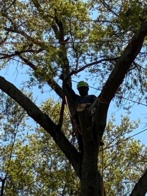 Great Company with honest pricing. They removed a large pine that was leaning over my house and also trimmed back a tree