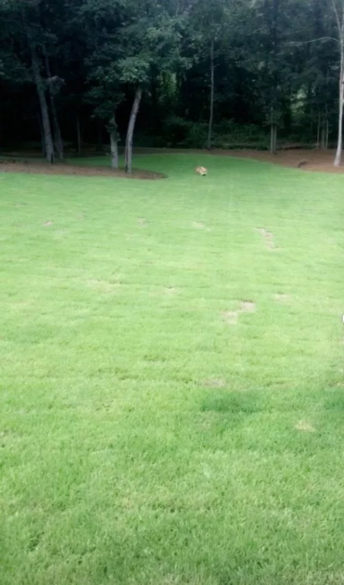 I am very pleased with the professionalism and the results of using Roots Turf & Ornamental