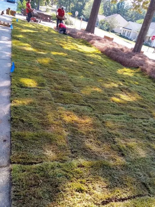 Lauralee at Roots Turf and Ornamental provided excellent service and was incredibly professional throughout the entire