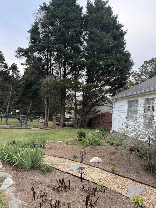 They did a fantastic job and amazing clean up in my back yard!! I would highly recommend their professional team and