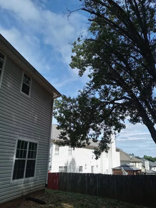 These guys did an awesome job removing several small-to-medium sized trees on my residential property