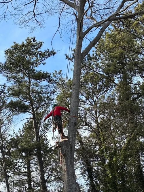  alt='Good guys is an understatement for these guys! We had a large red oak terrorizing our back yard and pool'