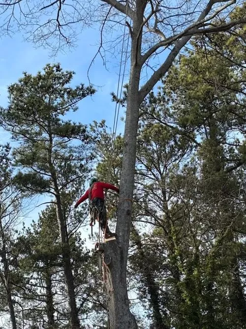 We had a great experience with Escamilla Tree Service. After a storm, one of the three trunks of our red oak snapped and