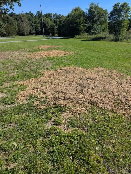 Great job removing a tree and stump at one of my properties. The area looks completely different now and was cleaned up