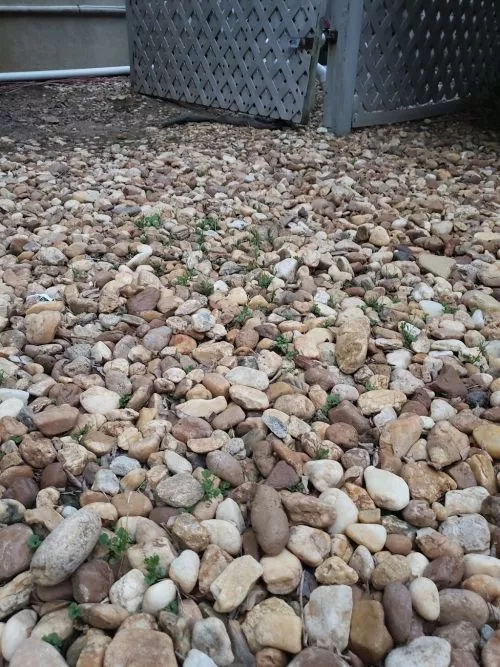 I’ve been through about four different lawn care services. Everyone was disappointing until I tried Ivy Green