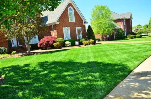 Ivy Green replaced my shubbery in front of my house last October