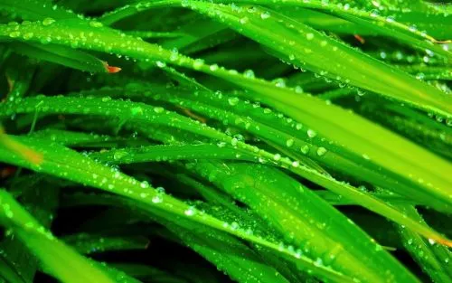 We have very good service from Ivy Green with our lawn service. They all do a great job but especially Dustin who does our
