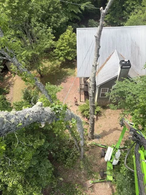 Luke and all of Rube"s Tree Service crew did an excellent job taking down 5 monster trees at my house