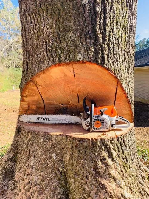 Rubes came out to trim one of our nearly 100 year old oak trees that is right next to our house
