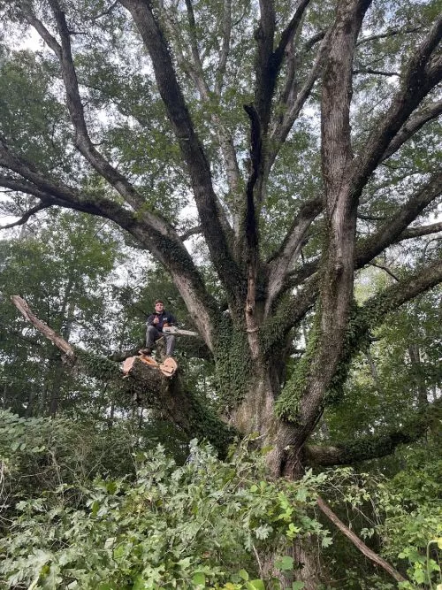 Luke and his team did a wonderful job removing a large water oak tree in a pretty difficult spot on our property