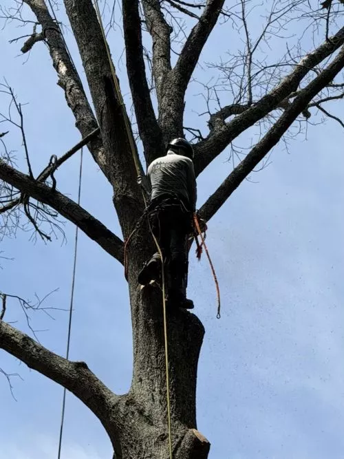 I highly recommend this company. They do an excellent job. They took 3 very large trees down on my property 2 of them pines