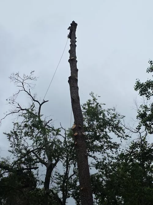 Great service done by Josken Tree Expert! I had several very large trees taken down and couldn’t ask for better service