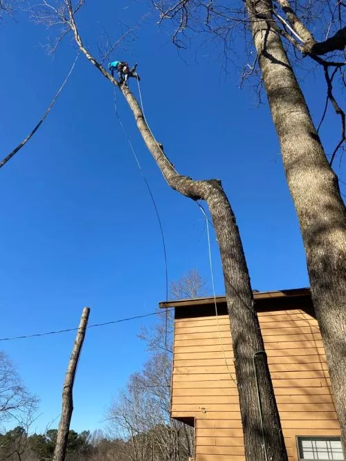 They did a GREAT JOB taking down lots of trees in our front and back yard! A BIG thumbs up from me!!