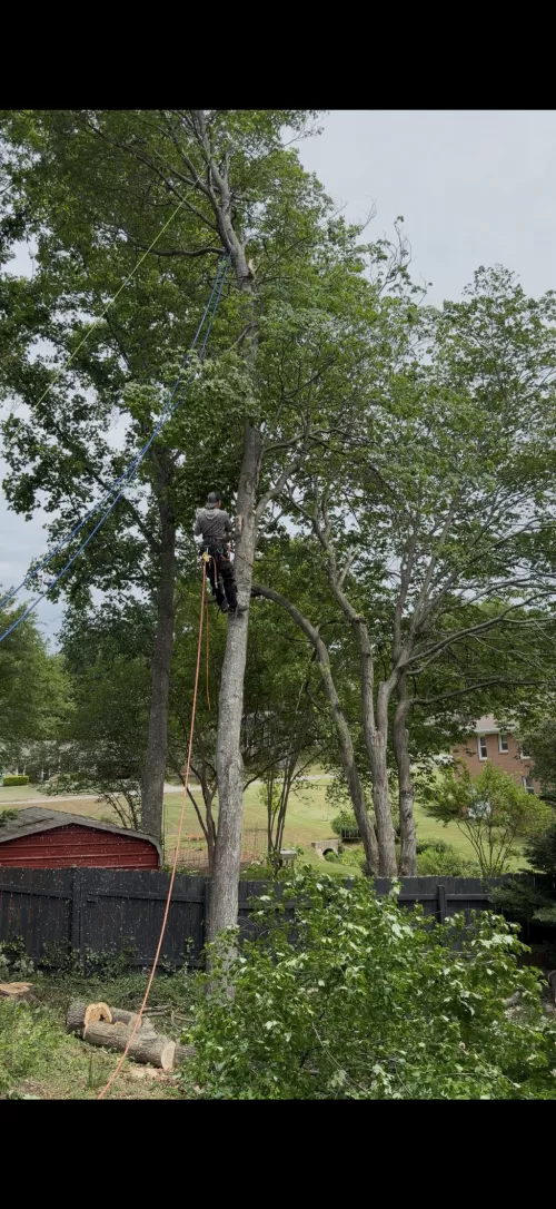 They are very professional and show up on time I highly recommend Falcons tree service they have amazing crew and also left