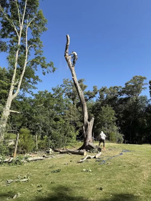 Great experience! They removed two large trees quickly and safely