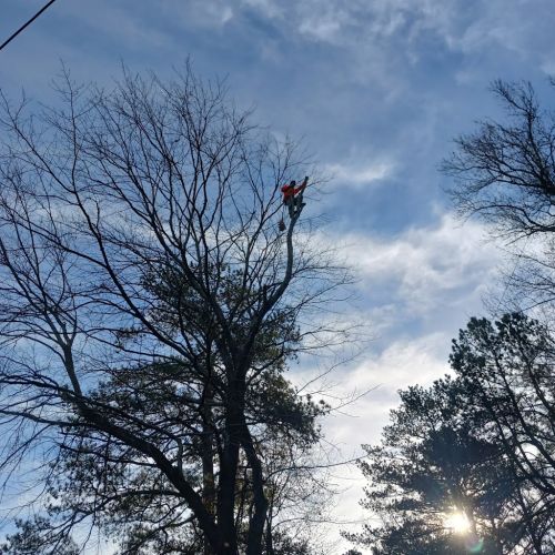  alt='We recently used this tree service and were extremely impressed with the professionalism and quality of work'