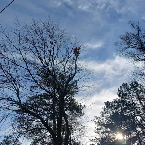 Shackleford Tree Service did an amazing job removing, trimming and cutting down trees in our back yard