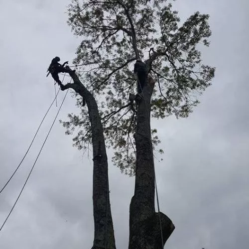 We recently used this tree service and were extremely impressed with the professionalism and quality of work