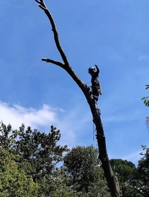 Shackleford Tree Services did an excellent job cutting my trees and the cleanup was great