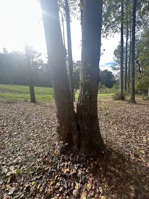 I highly recommend Michel Canopy Maintenance! As an arborist, Stephen’s expertise and professional advice has been
