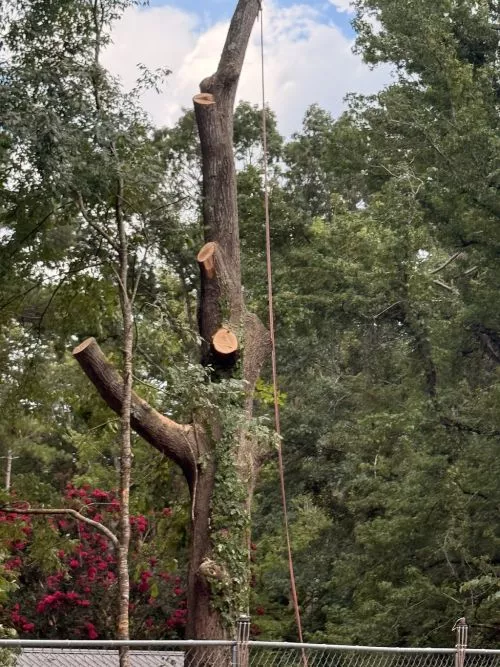 Reasonably priced and professional. Came out, did a quick survey of the problem (dead tree), offered a reasonable quote and