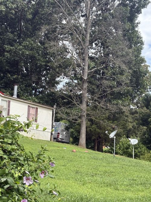  alt='These guys did a great job. I hired them to get a tree down on my property and they did an excellent job'