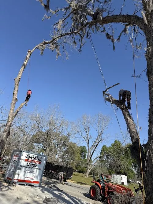 I had a great experience with this tree service company. They were professional, on time, and worked quickly while still