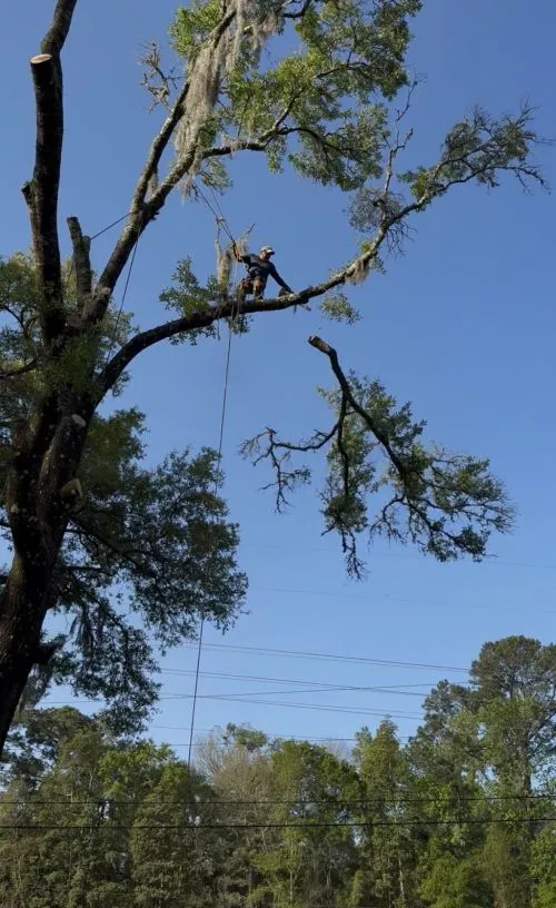 Best tree company around!